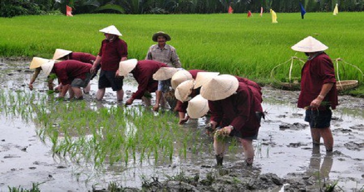 Become A Farmer In Cam Thanh Village